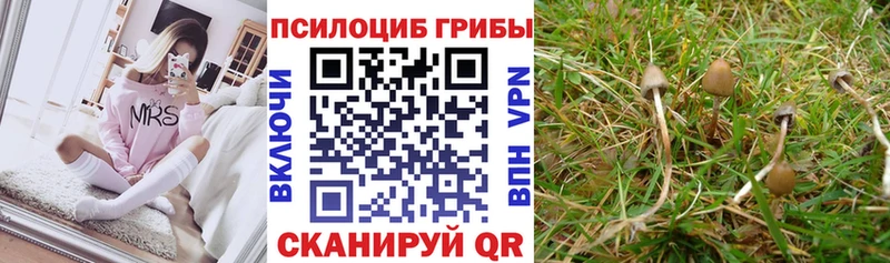 Галлюциногенные грибы Magic Shrooms  закладка  Колпашево 